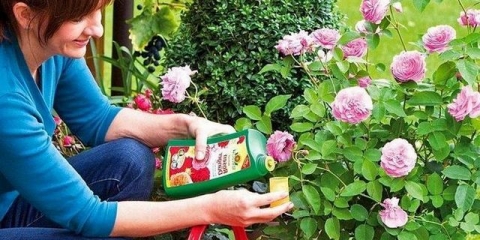 Kako posaditi ružu ljeti u zemlju